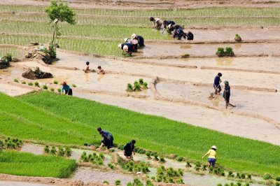 Northern Vietnam: two kids play in the mud while their parents plant rice