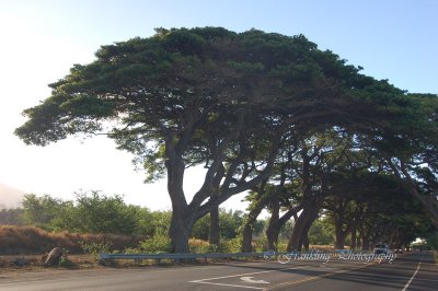 Hawaii3hcs0002.jpg