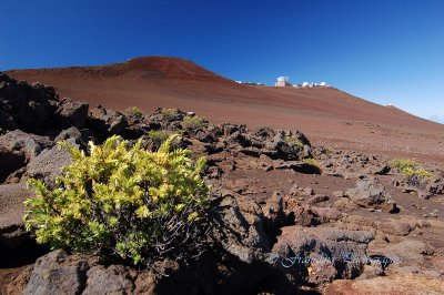 Hawaii3hcs0035.jpg
