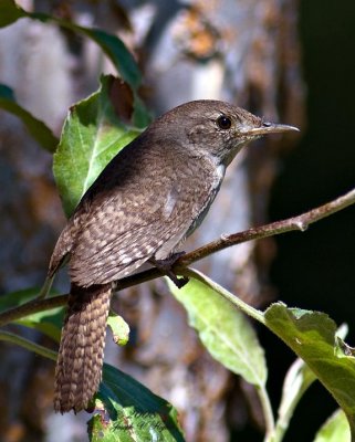 House Wren