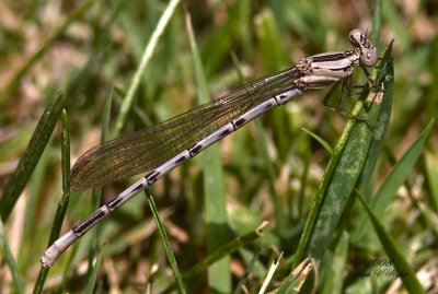 Argia emma female