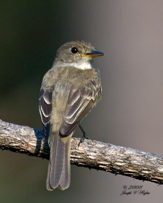 Willow Flycatcher juvenile