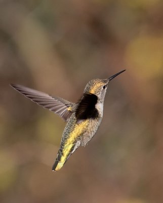 Anna's Hummingbird female