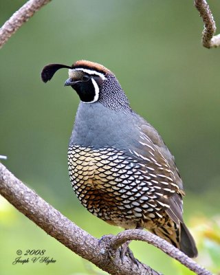 California Quail