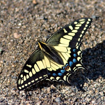 Anise Swallowtail