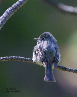 Least Flycatcher