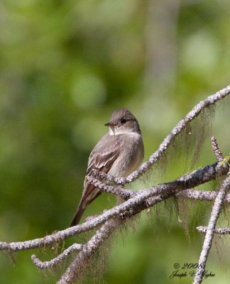 Western Wood-Pewee