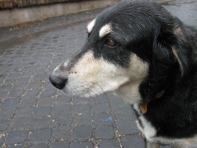 Via Appia Antica - lonesome dog