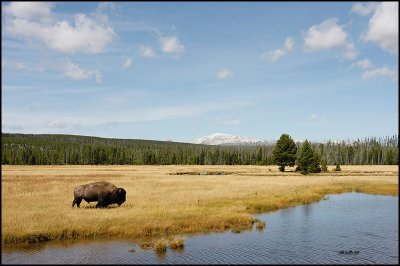 Bison in Yellowstone