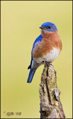 Bluebirds 08_0029-email.jpg