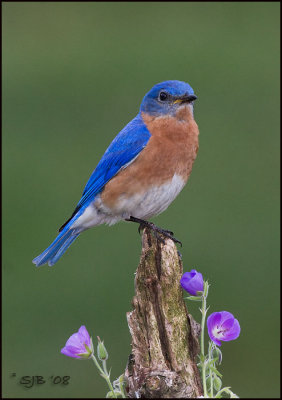 Bluebird 08_0260-2 flash-email.jpg