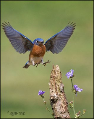 Bluebirds 08_0145-new wing-email.jpg
