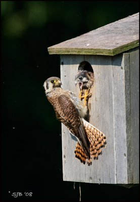 Kestrel 08_0233-email.jpg