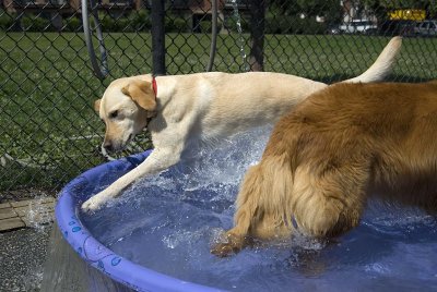 Churchill Dog Park