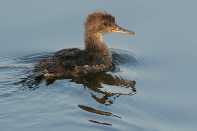 hooded merganser 236