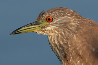 juvenile black-crowned night heron 286