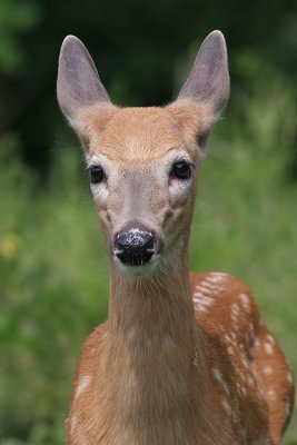 deer 37