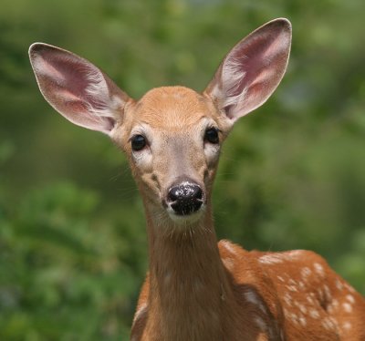 deer 39