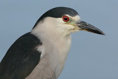 black-crowned night heron 174
