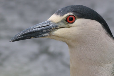black-crowned night heron 175