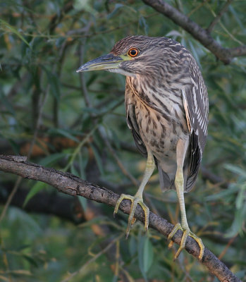 juvenile black-crowned night heron 290