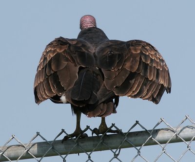 turkey vulture 58