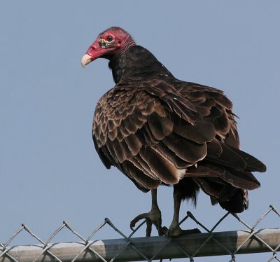 turkey vulture 60