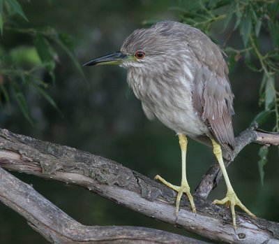 immature black-crowned night heron 296