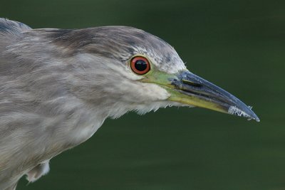 immature black-crowned night heron 297