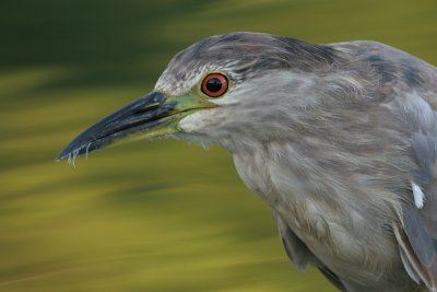 immature black-crowned night heron 300