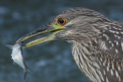 juvenile black-crowned night heron 302