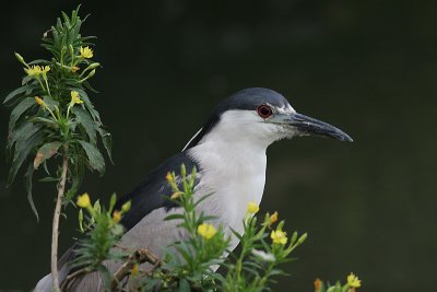 black-crowned night heron 177