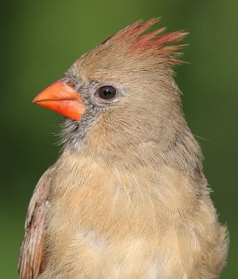 cardinal 271