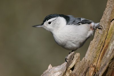 White-breasted Nuthatch - Male
