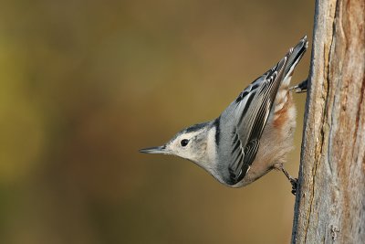 white-breasted nuthatch 210