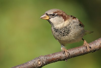 house sparrow 35
