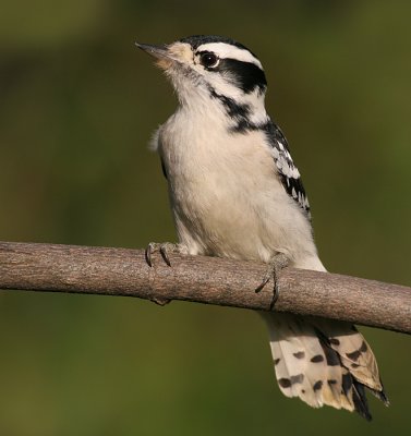 downy woodpecker 271