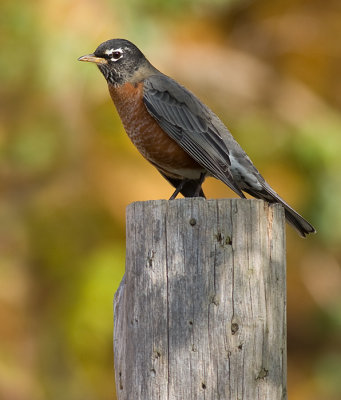 robin 101
