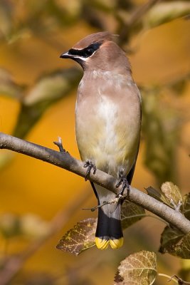 cedar waxwing 63