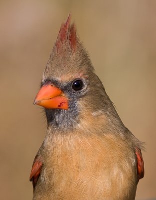 cardinal 295