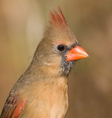 cardinal 296