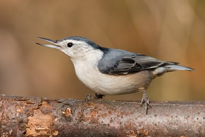 white-breasted nuthatch 232