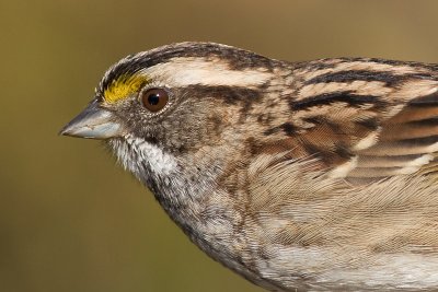 white-throated sparrow 131