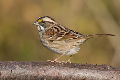 white-throated sparrow 132