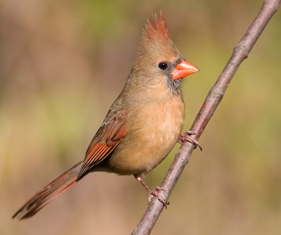 cardinal 298