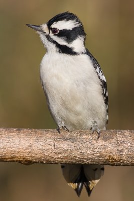 downy woodpecker 310