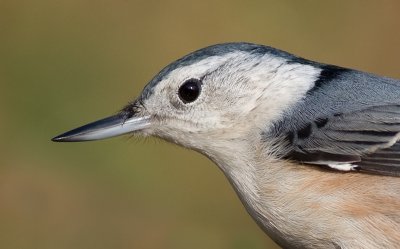 white-breasted nuthatch 233