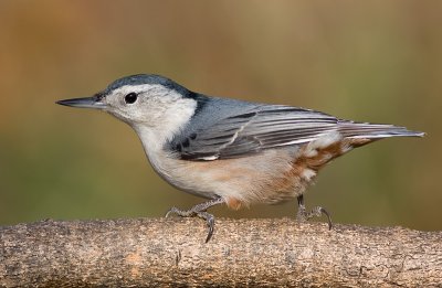white-breasted nuthatch 234