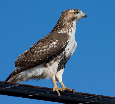 red-tailed hawk 91