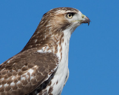 red-tailed hawk 92